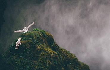 Birds near waterfall